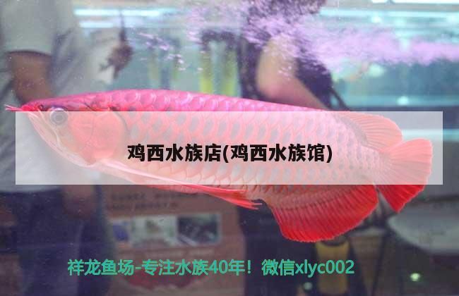 雞西水族店(雞西水族館)（濰坊雞西水族店和雞西水族店和雞西水族館有什么關系）