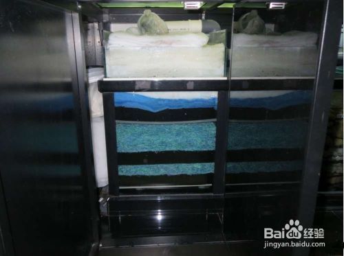 龍魚鯊魚嘴是什么樣子（龍魚鯊魚嘴是什么樣子的）（詳細(xì)了解龍魚鯊魚嘴的特點(diǎn)和功能！）
