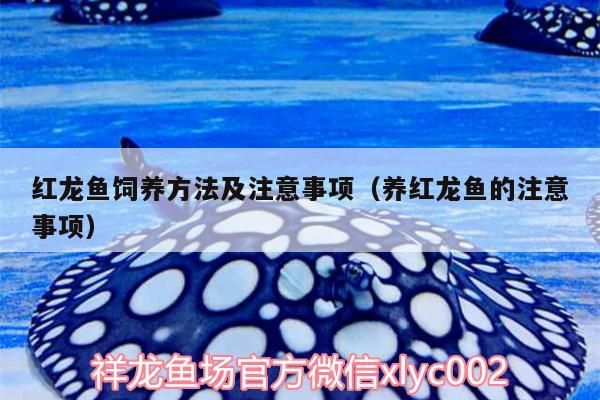 紅龍魚飼養方法及注意事項（養紅龍魚的注意事項）（紅龍魚的飼養方法及注意事項）