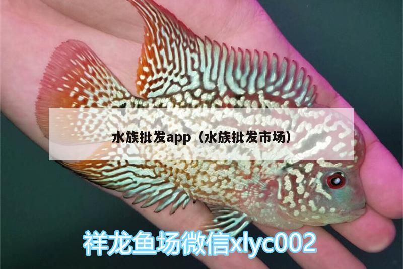 水族批發app（水族批發市場）（關于水族批發app和水族批發市場的介紹） 水族批發app（水族批發市場）（關于水族批發app和水族批發市場的介紹） 觀賞魚百科