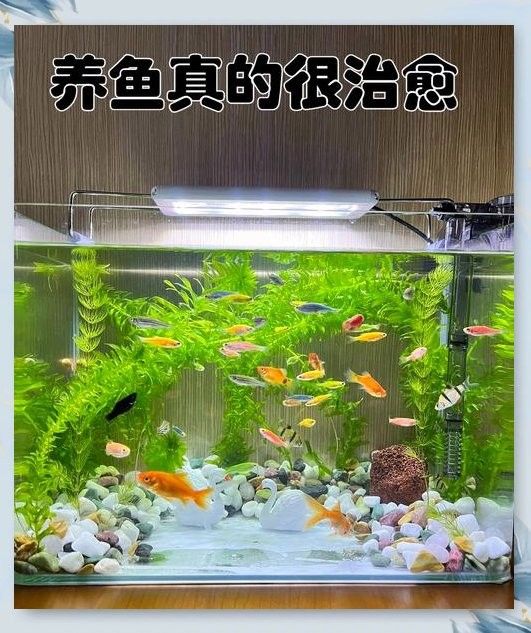 混養時如何確保水質穩定？（養魚技巧：養魚新手必備指南） 混養時如何確保水質穩定？（養魚技巧：養魚新手必備指南） 龍魚百科 第4張