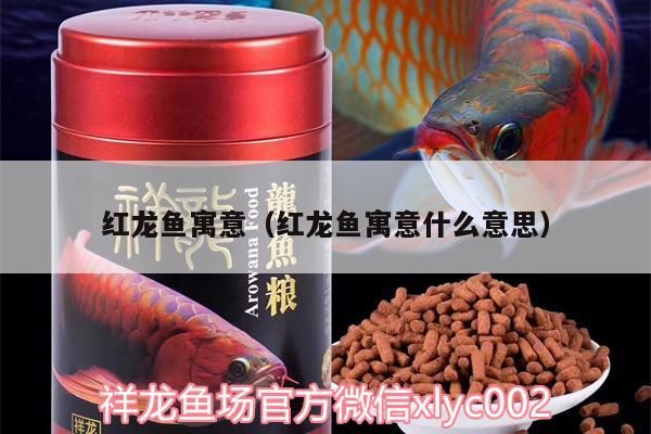 紅龍魚寓意（紅龍魚寓意什么意思）（養(yǎng)各種魚的寓意）
