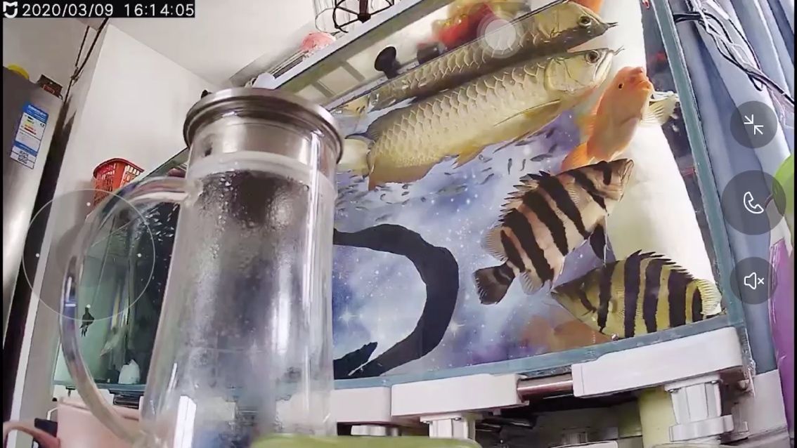日常看魚（如何在日常生活中培養對魚類的興趣） 日常看魚（如何在日常生活中培養對魚類的興趣） 觀賞魚百科 第1張