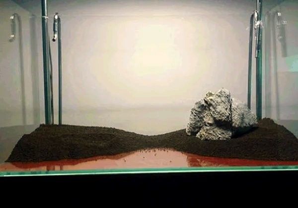 龍魚原生缸的造景步驟（魔神雷龍魚原生缸造景全攻略） 龍魚原生缸的造景步驟（魔神雷龍魚原生缸造景全攻略） 龍魚百科 第2張