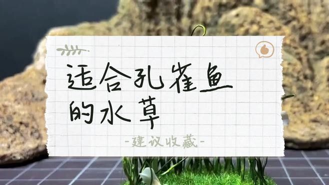 龍魚的飼養(yǎng)方法，關(guān)于龍魚是否能喂豬肉的問題，龍魚是否能喂豬肉的問題