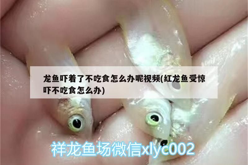 龍魚(yú)嚇著了不吃食怎么辦呢視頻(紅龍魚(yú)受驚嚇不吃食怎么辦)（龍魚(yú)受驚嚇不吃食怎么辦）