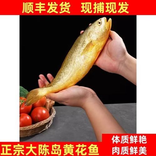 臺(tái)州特產(chǎn)黃魚（臺(tái)州人的驕傲是大黃魚） 臺(tái)州特產(chǎn)黃魚（臺(tái)州人的驕傲是大黃魚） 觀賞魚百科 第4張
