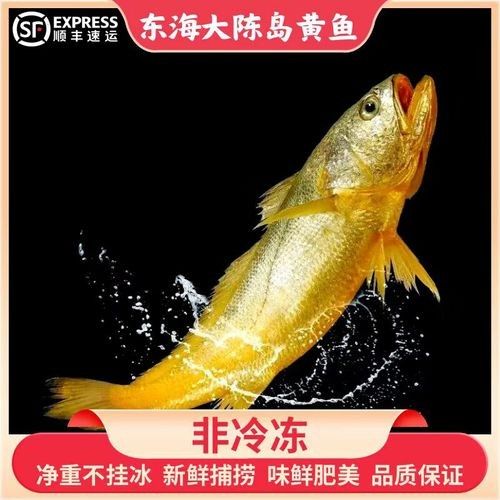 臺(tái)州特產(chǎn)黃魚（臺(tái)州人的驕傲是大黃魚） 臺(tái)州特產(chǎn)黃魚（臺(tái)州人的驕傲是大黃魚） 觀賞魚百科 第2張