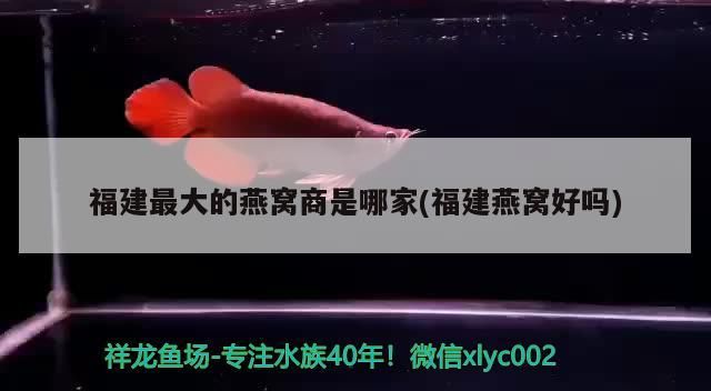 福建最大的燕窩商是哪家(福建燕窩好嗎)（福建最大的燕窩品牌是哪家燕窩商是哪家燕窩商是哪家）