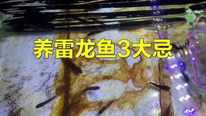哪種雷龍魚幼魚生長最快？（酒紅雷龍幼魚生長速度） 哪種雷龍魚幼魚生長最快？（酒紅雷龍幼魚生長速度） 龍魚百科 第5張
