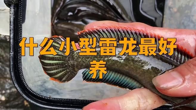 哪種雷龍魚幼魚生長最快？（酒紅雷龍幼魚生長速度） 哪種雷龍魚幼魚生長最快？（酒紅雷龍幼魚生長速度） 龍魚百科 第2張