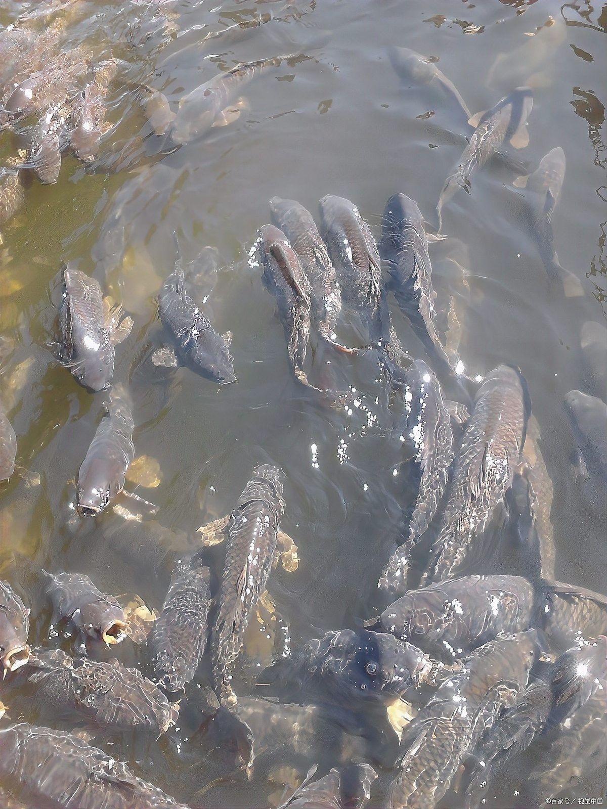 白點病多久會傳染全缸（白點病傳染給烏龜嗎，白點病對魚的危害有哪些）