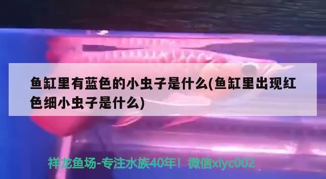 魚缸用增氧泵價格是多少:魚缸增氧機-xtrac增氧機-xtrac增氧機 魚缸里有藍色的小蟲子是什么(魚缸里出現紅色細小蟲子是什么)(魚缸里出現紅色細小蟲子是什么) 觀賞魚百科 魚缸里有藍色的小蟲子是什么(魚缸里出現紅色細小蟲子是什么)(魚缸里出現紅色細小蟲子是什么) 魚缸里有藍色的小蟲子是什么(魚缸里出現紅色細小蟲子是什么)(魚缸里出現紅色細小蟲子是什么) 觀賞魚百科