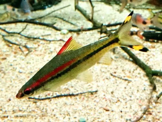 一眉道人魚不能隨便養（一眉道人魚不能隨便養，） 一眉道人魚不能隨便養（一眉道人魚不能隨便養，） 觀賞魚百科 第4張