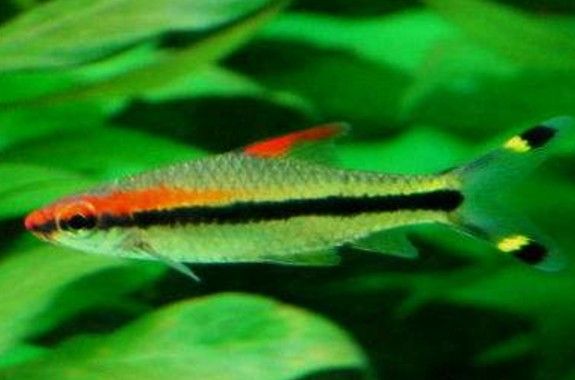 一眉道人魚不能隨便養（一眉道人魚不能隨便養，） 一眉道人魚不能隨便養（一眉道人魚不能隨便養，） 觀賞魚百科 第3張