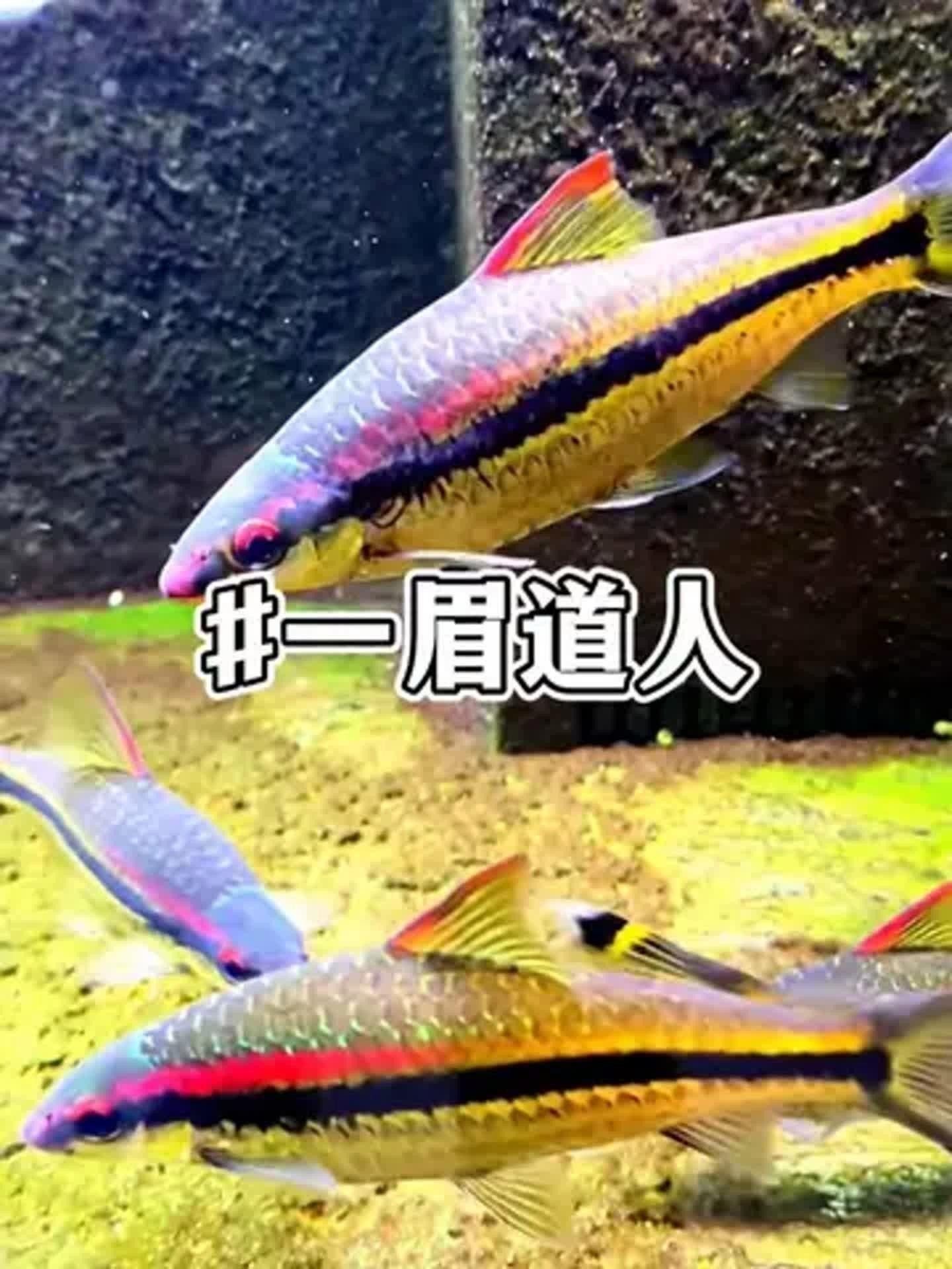 一眉道人魚不能隨便養（一眉道人魚不能隨便養，） 一眉道人魚不能隨便養（一眉道人魚不能隨便養，） 觀賞魚百科 第1張