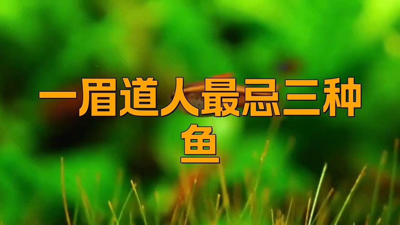 一眉道人魚不能隨便養（一眉道人魚不能隨便養，） 一眉道人魚不能隨便養（一眉道人魚不能隨便養，） 觀賞魚百科 第2張
