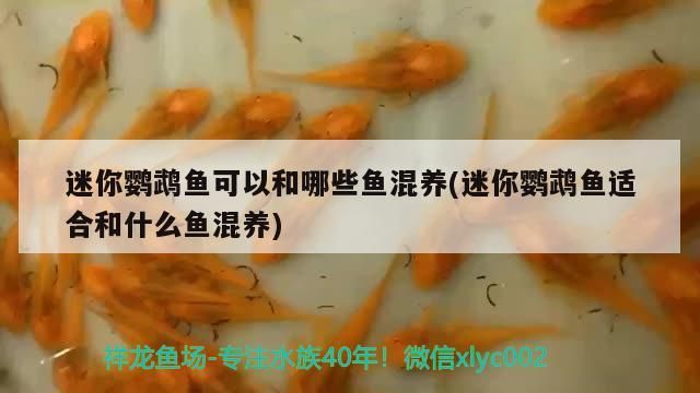 羅漢魚 迷你鸚鵡魚可以和哪些魚混養(yǎng)(迷你鸚鵡魚適合和什么魚混養(yǎng))(迷你鸚鵡魚可以和什么魚混養(yǎng)) 觀賞魚百科 迷你鸚鵡魚可以和哪些魚混養(yǎng)(迷你鸚鵡魚適合和什么魚混養(yǎng))(迷你鸚鵡魚可以和什么魚混養(yǎng)) 迷你鸚鵡魚可以和哪些魚混養(yǎng)(迷你鸚鵡魚適合和什么魚混養(yǎng))(迷你鸚鵡魚可以和什么魚混養(yǎng)) 觀賞魚百科