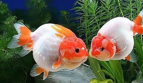 金龍魚含卵失敗的原因有哪些（如何預(yù)防金龍魚含卵失敗？）