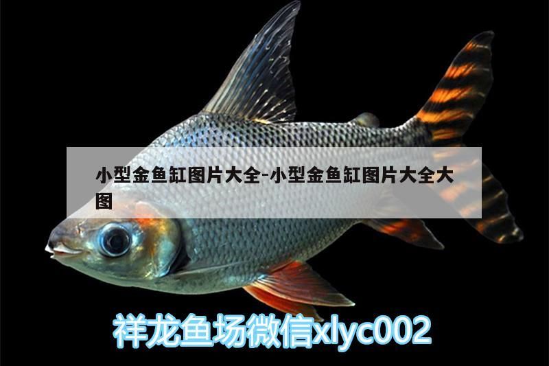 小型金魚缸圖片大全:小型金魚缸圖片大全大圖（客廳金魚缸如何擺放） 小型金魚缸圖片大全:小型金魚缸圖片大全大圖（客廳金魚缸如何擺放） 觀賞魚百科