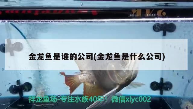 金龍魚(yú)是誰(shuí)的公司(金龍魚(yú)是什么公司)（新加坡豐益國(guó)際集團(tuán)金龍魚(yú)是什么公司，金龍魚(yú)是誰(shuí)的知識(shí)） 金龍魚(yú)是誰(shuí)的公司(金龍魚(yú)是什么公司)（新加坡豐益國(guó)際集團(tuán)金龍魚(yú)是什么公司，金龍魚(yú)是誰(shuí)的知識(shí)） 觀賞魚(yú)百科