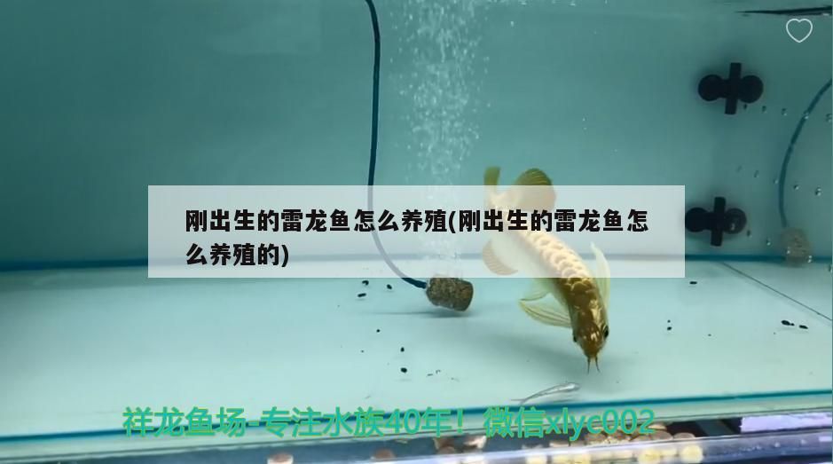 剛出生的雷龍魚(yú)怎么養(yǎng)殖(剛出生的雷龍魚(yú)怎么養(yǎng)殖的)（剛出生的雷龍魚(yú)怎么養(yǎng)殖） 剛出生的雷龍魚(yú)怎么養(yǎng)殖(剛出生的雷龍魚(yú)怎么養(yǎng)殖的)（剛出生的雷龍魚(yú)怎么養(yǎng)殖） 觀賞魚(yú)百科