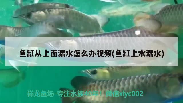 魚缸從上面漏水怎么辦視頻(魚缸上水漏水)（魚缸從上面漏水怎么辦）