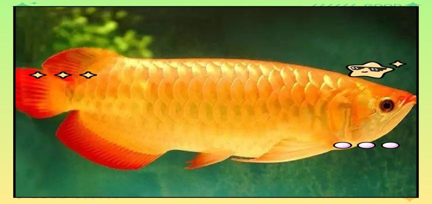 龍魚鱗片再生期間需要多大的魚缸（關于龍魚鱗片再生期間需要多大魚缸的詳細分析：龍魚鱗片再生） 龍魚鱗片再生期間需要多大的魚缸（關于龍魚鱗片再生期間需要多大魚缸的詳細分析：龍魚鱗片再生） 龍魚百科 第8張