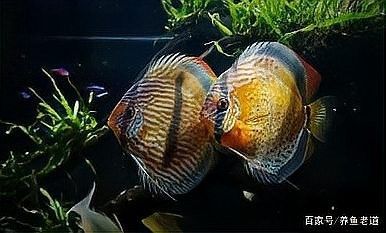 龍魚鱗片再生期間需要多大的魚缸（關于龍魚鱗片再生期間需要多大魚缸的詳細分析：龍魚鱗片再生） 龍魚鱗片再生期間需要多大的魚缸（關于龍魚鱗片再生期間需要多大魚缸的詳細分析：龍魚鱗片再生） 龍魚百科 第10張