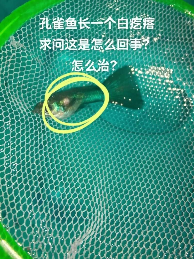 魚嘴上有凸起的白色包圖片（斗魚嘴上的白色包可能是由多種原因引起的） 魚嘴上有凸起的白色包圖片（斗魚嘴上的白色包可能是由多種原因引起的） 觀賞魚百科 第2張