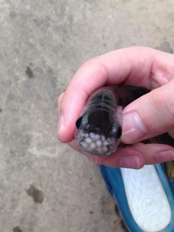 魚嘴上有凸起的白色包圖片（斗魚嘴上的白色包可能是由多種原因引起的） 魚嘴上有凸起的白色包圖片（斗魚嘴上的白色包可能是由多種原因引起的） 觀賞魚百科 第1張
