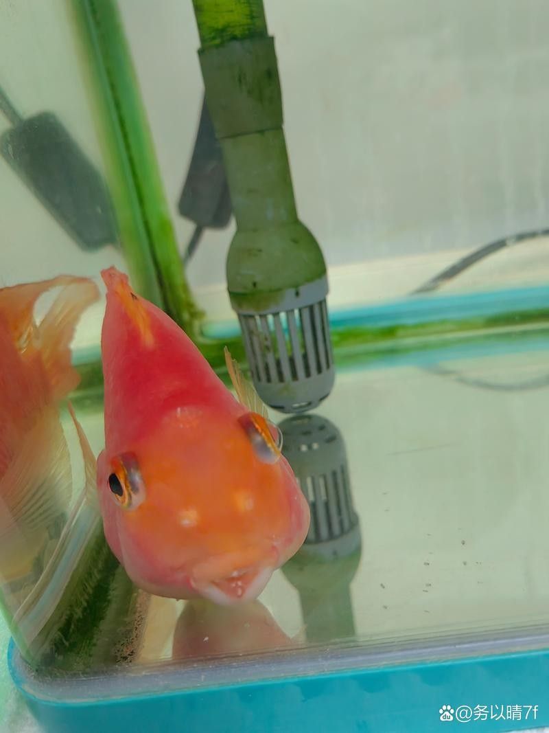 魚嘴上有凸起的白色包圖片（斗魚嘴上的白色包可能是由多種原因引起的） 魚嘴上有凸起的白色包圖片（斗魚嘴上的白色包可能是由多種原因引起的） 觀賞魚百科 第3張