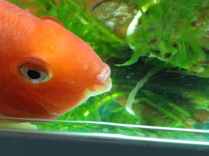 魚嘴上有凸起的白色包圖片（斗魚嘴上的白色包可能是由多種原因引起的） 魚嘴上有凸起的白色包圖片（斗魚嘴上的白色包可能是由多種原因引起的） 觀賞魚百科 第4張