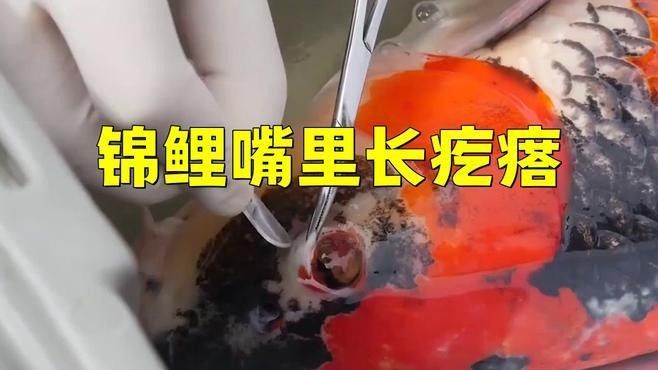 魚嘴上有凸起的白色包圖片（斗魚嘴上的白色包可能是由多種原因引起的） 魚嘴上有凸起的白色包圖片（斗魚嘴上的白色包可能是由多種原因引起的） 觀賞魚百科 第6張