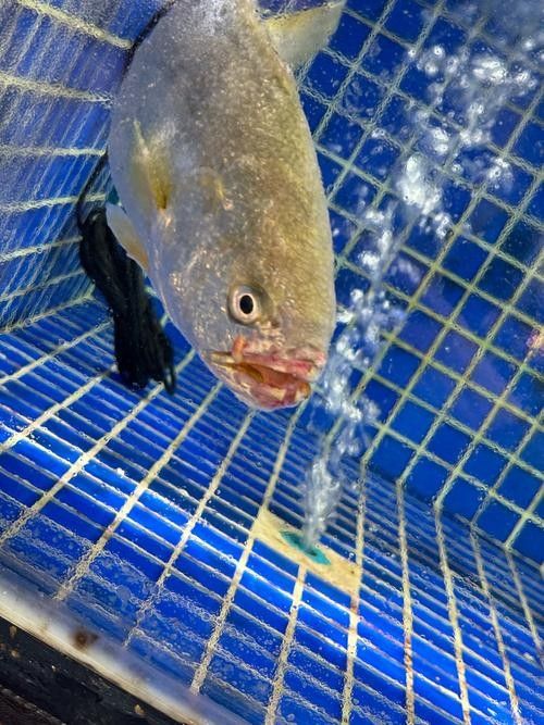 魚嘴上有凸起的白色包圖片（斗魚嘴上的白色包可能是由多種原因引起的） 魚嘴上有凸起的白色包圖片（斗魚嘴上的白色包可能是由多種原因引起的） 觀賞魚百科 第5張