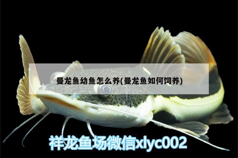 曼龍魚幼魚怎么養(曼龍魚如何飼養)（曼龍魚幼魚怎么養）
