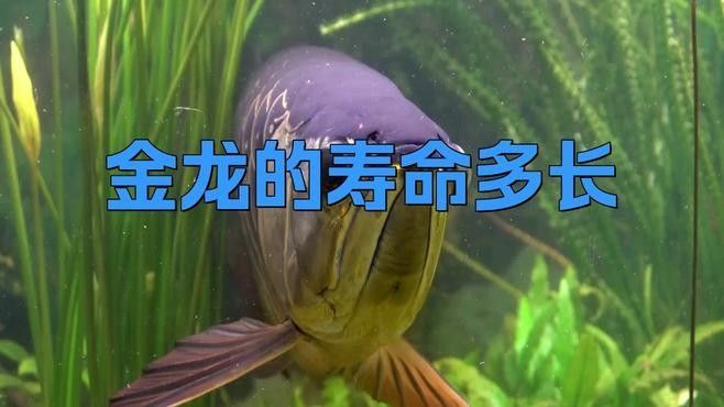 古典金龍魚壽命（古典金龍魚的壽命多長？）