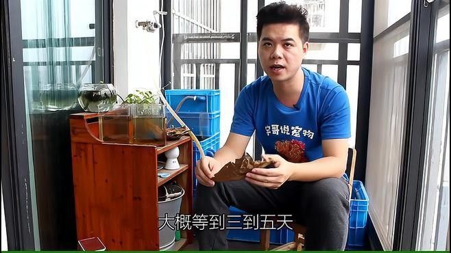 使用欖仁葉后，多久見效（使用欖仁葉后，多久見效，欖仁葉效果顯現的時間顯現）