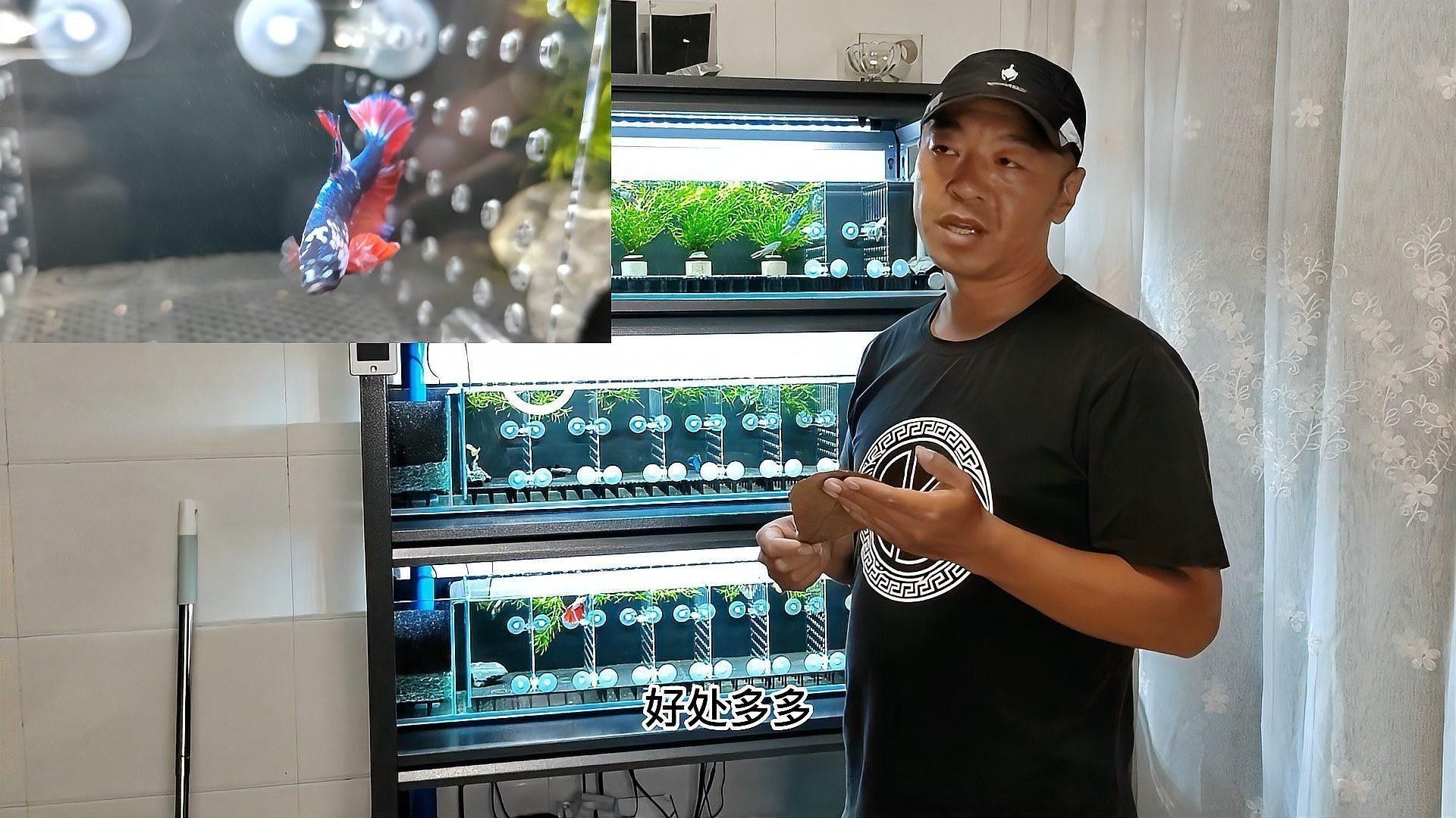 使用欖仁葉后，多久見效（使用欖仁葉后，多久見效，欖仁葉效果顯現的時間顯現）