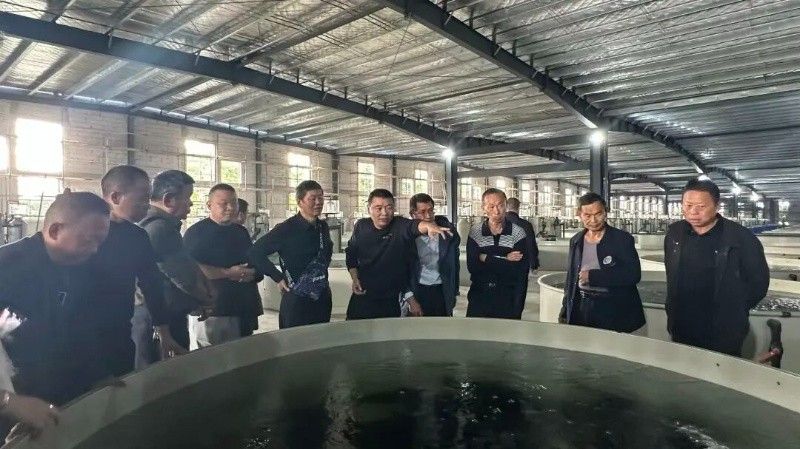 祁門金龍魚（祁門金龍魚產(chǎn)業(yè)升級新密碼_產(chǎn)業(yè)升級新密碼）