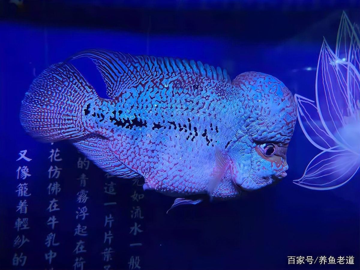金龍魚翹頭會死嗎？（金龍魚翹頭怎么辦？）
