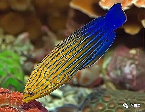 金龍魚翹頭會死嗎？（金龍魚翹頭怎么辦？）