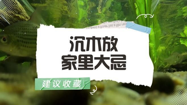 金龍魚缸放沉木好嗎？（養魚老道，教你3步正確用法，水質穩了還好看）