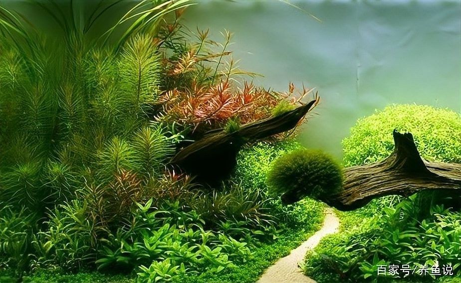 金龍魚缸放沉木好嗎？（養魚老道，教你3步正確用法，水質穩了還好看）