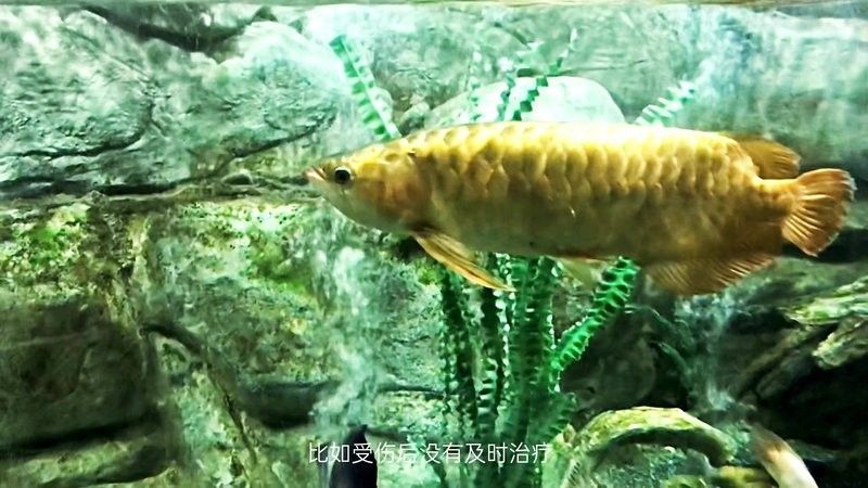 銀龍魚眼睛凹陷是什么病（銀龍魚眼睛凹陷是什么原因導致銀龍魚眼睛凹陷的常見病因）