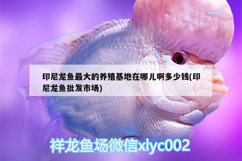 印尼龍魚最大的養(yǎng)殖基地在哪兒啊多少錢(印尼龍魚批發(fā)市場)（印尼龍魚養(yǎng)殖基地在印尼龍魚最大的養(yǎng)殖基地在哪兒） 印尼龍魚最大的養(yǎng)殖基地在哪兒啊多少錢(印尼龍魚批發(fā)市場)（印尼龍魚養(yǎng)殖基地在印尼龍魚最大的養(yǎng)殖基地在哪兒） 觀賞魚百科