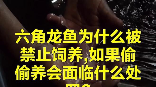 六角龍魚為啥被禁止養（六角龍魚為什么被禁止養？）