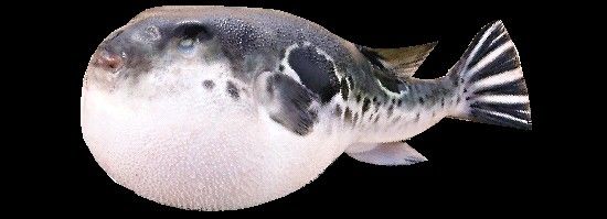 龍魚胡須的毒性有多強（關(guān)于龍魚胡須的毒性問題）