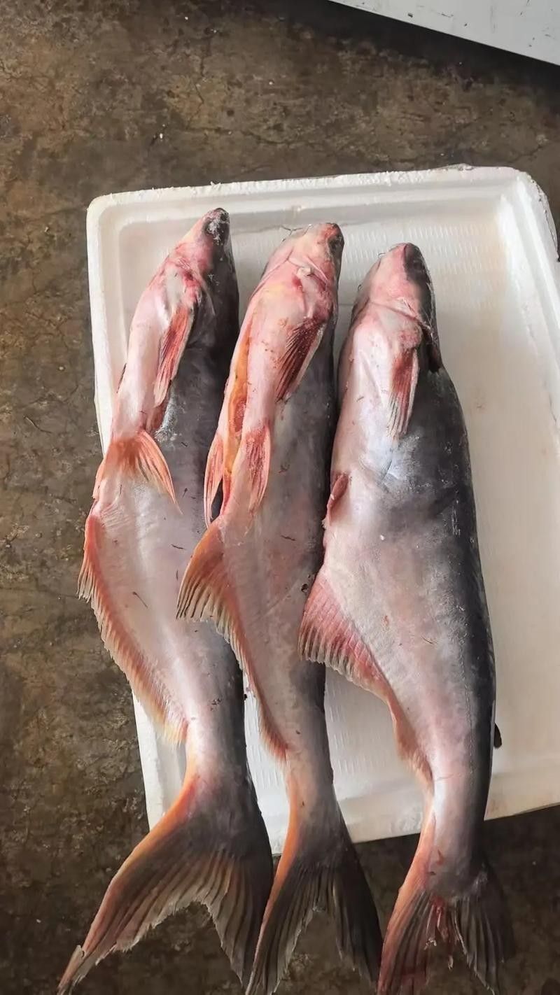 瀾滄江野生魚(yú)（五湖釣瀾滄江魚(yú)有哪些種類(lèi)趙老師星火課堂瀾滄江魚(yú)有哪些種類(lèi)）