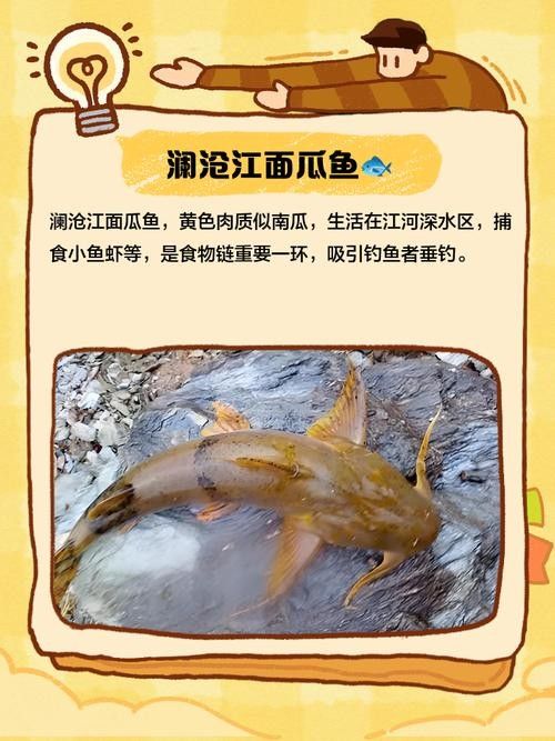 瀾滄江野生魚(yú)（五湖釣瀾滄江魚(yú)有哪些種類(lèi)趙老師星火課堂瀾滄江魚(yú)有哪些種類(lèi)）